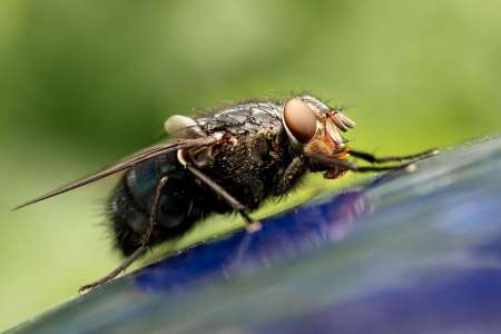 夏季蚊蝇的预防及控制