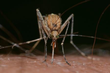 蚊子的危害与防治