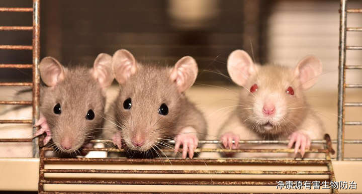添加 食品、药品生产企业的鼠类防治措施