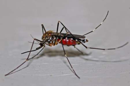 家庭、别墅防蚊灭蚊措施