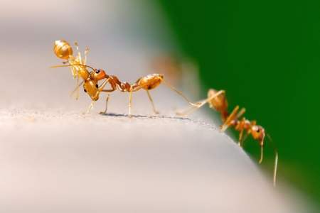 为什么新建的房屋会产生白蚁?白蚁的传播途径有哪些?