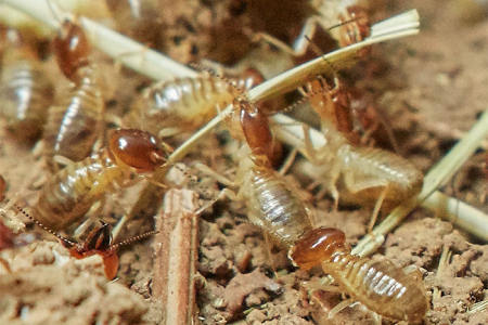 为什么平时很难看见白蚁?白蚁危害有什么特点?