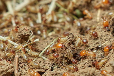 为什么钢混、砖混结构的房屋也要遭受白蚁侵害?发现蚁害后如何处理?