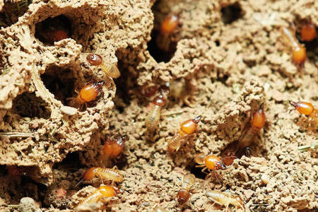 为什么要对新建房屋进行白蚁预防?防治白蚁有哪些简易方法?