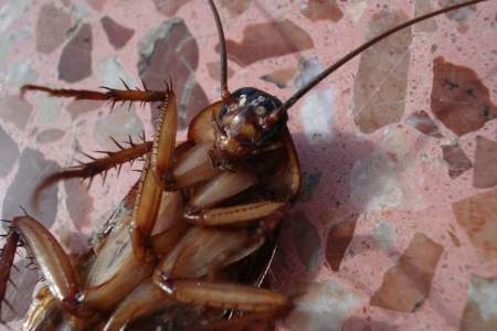 蟑螂的危害、消杀与防制措施